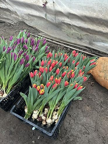 Цветы и букеты: Тюльпаны оптом с луковицей, срез «на луковице» из теплицы - 30 — 5