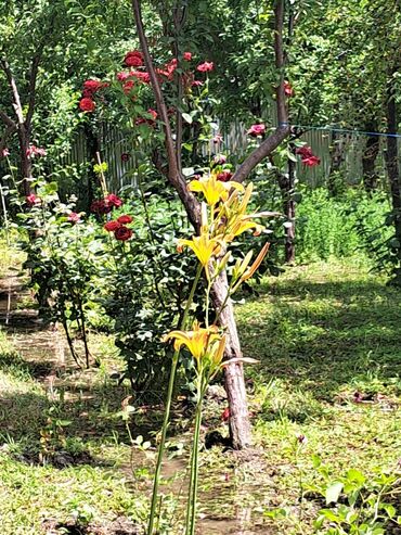Bağ evlərinin satışı: Zerdab rayonu,Melikli kendinde kupcali,30sota yaxin heyeti olan ev -da lalafo.az — 3 Bağ evlərinin satışı: Zerdab rayonu,Melikli kendinde kupcali,30sota yaxin heyeti olan ev — 3