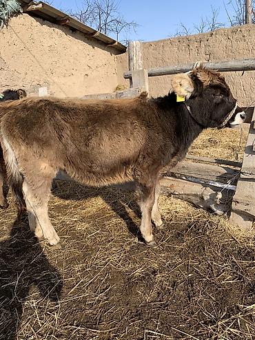 Коровы, быки: Продаю | Тёлка, Музоо, торпок | На откорм, На забой, Для разведения at lalafo.kg — 12 Коровы, быки: Продаю | Тёлка, Музоо, торпок | На откорм, На забой, Для разведения — 12