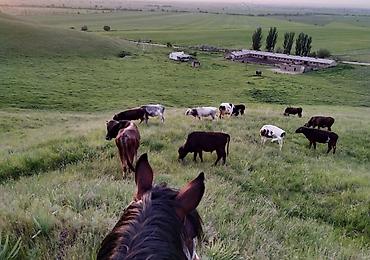 беловодски: Кошара, 65 соток, Действующий, С оборудованием, Скважина, Холодная вода — 3
