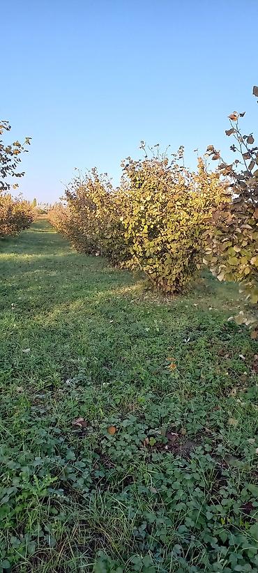 Torpaq: 166 sot, Kənd təsərrüfatı, Mülkiyyətçi, Kupça (Çıxarış) — 3