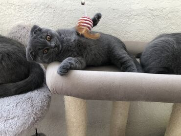 Pişiklər: Şotland, Dişi, Erkək, Ünvandan götürmə — 29