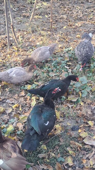 Ördəklər: Dişi, | Macar, Damazlıq, Pulsuz çatdırılma — 25