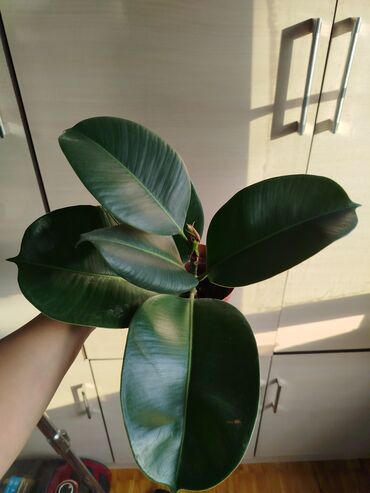 Другие комнатные растения: Другие комнатные растения — 4