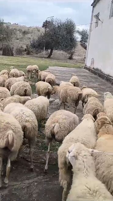 qurban qoyun sekilleri: Dişi, il: 1, Damazlıq