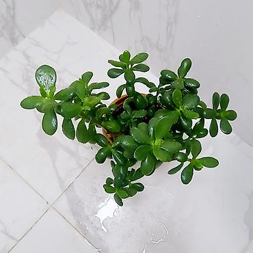 limon agaci: Pul ağacı satılır. Qiymət - 50 azn — 2