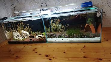 Dördbucaq akvarium, Balıqlarla birlikdə, 120 l, Ödənişli çatdırılma