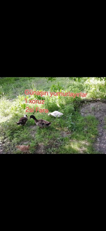 Digər quşlar: Bu quşlar həyətinizə gözəllik gətirəcək və ya təsərrüfatınız üçün