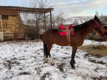 Лошади, кони: Продаю | Жеребец | Рабочий — 7