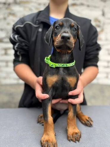 Prodaju se prelepi štenci dobermana, starosti 2 meseca. Štenci su