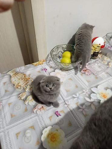 Pişiklər: Britan — 8