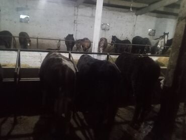 Коровы, быки: Продаю | Бык (самец) | На откорм | Привязанные — 6