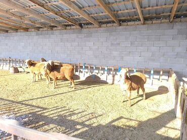 Бараны, овцы: Продаю | Овца (самка), Ягненок | Арашан | Для разведения | Ярка — 9