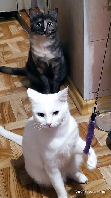 Продажа кошек: Красивые девочки . цветная и белая молодые кошки им скоро год.очень — 6