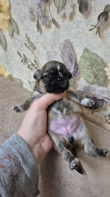 İtlər: İt balası – kiçik ölçülü, qısaburun tipli (Pekines/Şih-cu xatırladan) -da lalafo.az — 3 İtlər: İt balası – kiçik ölçülü, qısaburun tipli (Pekines/Şih-cu xatırladan) — 3