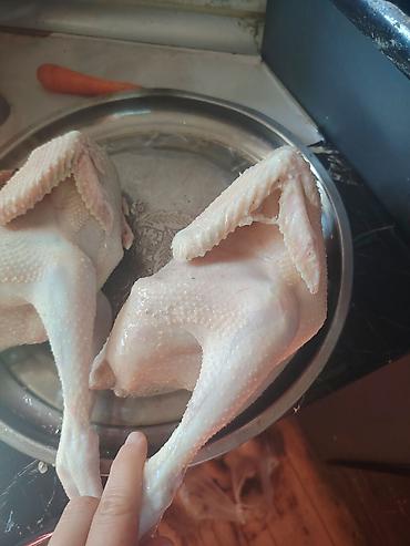 kənd qatigi: Kənd toyuğu Toyuq Bütöv — 1
