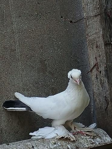 göyərcin: Ağ rəngli dekorativ göyərçin. Quşun bədəni tam ağ lələklidir, quyruq — 1