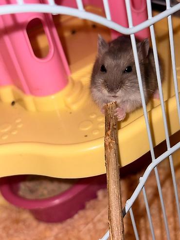 мейн кун: Cücərəndirilmiş xırda heyvan – hamster (cüce/djungar tipli) — 2