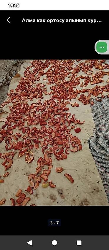 Другие фрукты: Алма как ортосу алынып күндүн нуруна кургатылган курук таптаза өрүк — 8