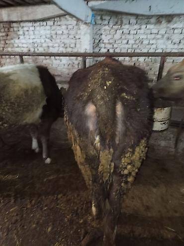 Коровы, быки: Продаю | Тёлка | Для разведения | Нетель — 10