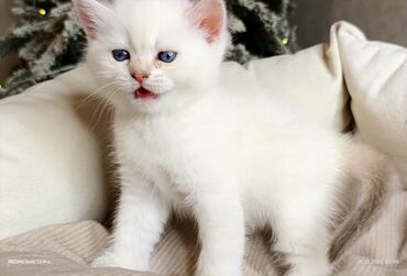 Xaltalar, qayışlar və tasmalar: 3 dişi öz pişiyimin balasıdır makler deiləm — 19