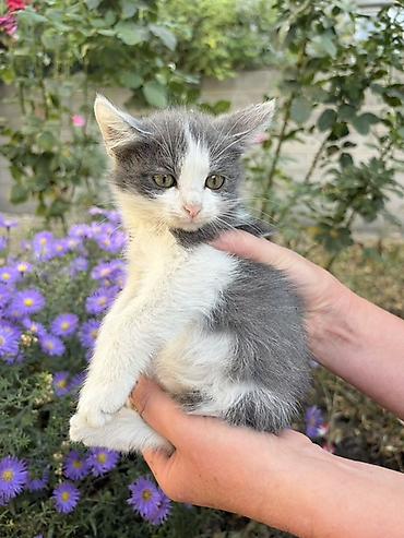 кошки балыкчы: Кошка даром: Беспородная, 2 месяца, Мальчик, Проглистована — 2