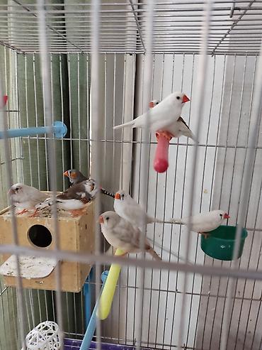 Птицы: Амадины очень просты в содержании и прекрасно подходят для начинающих — 2