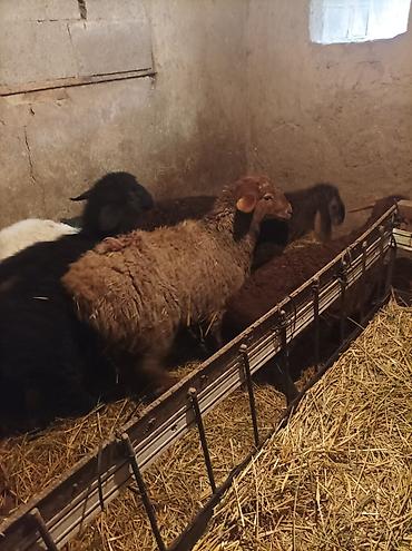 Баран, овца: Продаю | Ягненок | Для разведения — 13
