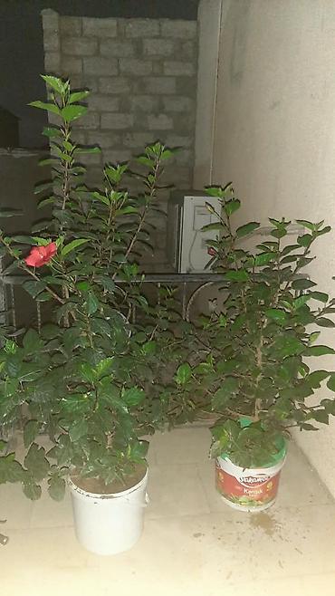 yonca tumu: Qırmızı hibiskus (Çin qızılgülü) dibçək bitkisi Salam 070 858 70 85 — 3