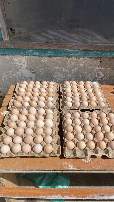 обмен на кур: Продаю яйца, больше 200 шт в день. Готовы работать с ресторанами