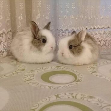 Dovşanlar: 🟠 Ev dovşanı balalarına super endirim kampaniyası. müvəqqəti olaraq 50 — 22