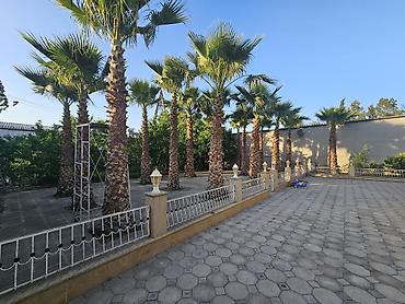 Деревья: Satış üçün: Landşaft üçün Waşinqton/palma ağacları - Növ: Dekorativ — 5