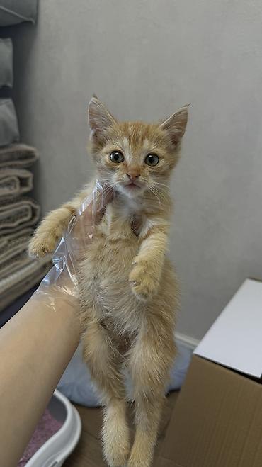 Отдам даром кошку: Остался последний рыжий котенок, 1 месяц. Очень ласковый и активный — 3