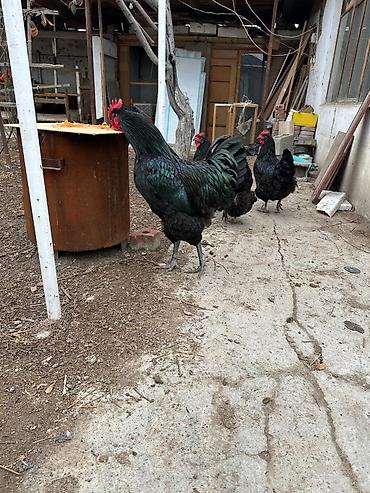 Куры, петухи: Продаю | Инкубационные яйца | Для разведения — 9