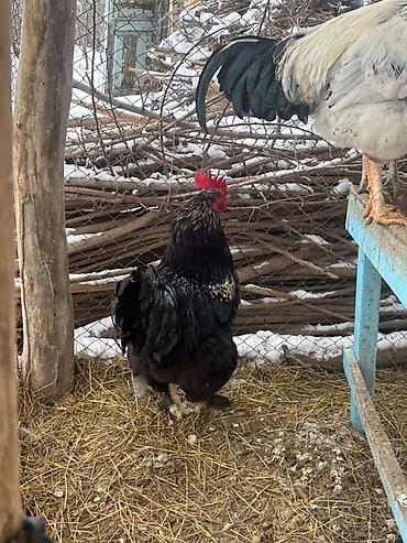 Куры, петухи: Продаю | Петух | Для разведения — 2