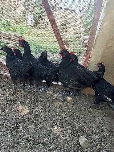 labrador satilir: Avstralob çolpalari xəstəiliyleri yoxdur tecli satılır tek tek alana — 2