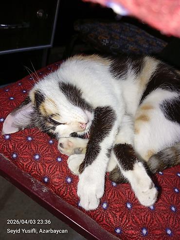 Pişiklər: Dişi, Yaxşı əllərə — 15