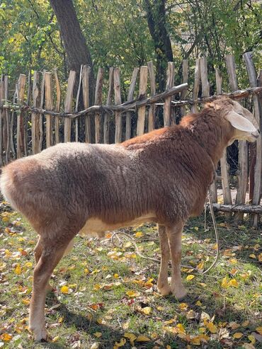 прадаю баран: Кочкор сатылат