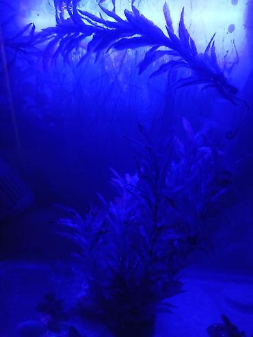 akvarium satisi: Salam. Akvarium satılır. 0.60x0.40x0.25. Balıqlar, şüşə təmizləyən — 7