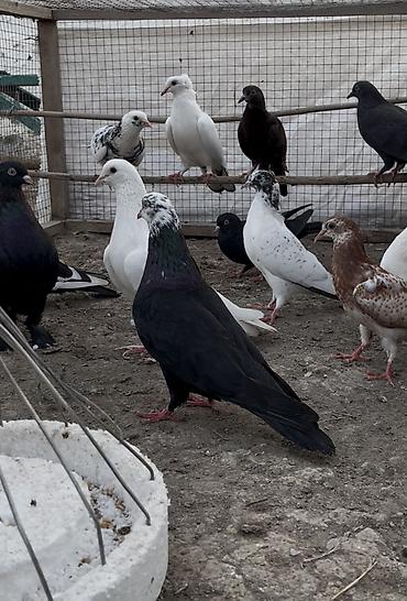 delfin goyərcin: Göyerçinler satılır 12 göyerçin. Tek tek satılmır — 3