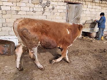 Dana, buzov: Simental tipli dana - Cins: Simental tipli, ətlik istiqamət - Rəng — 5