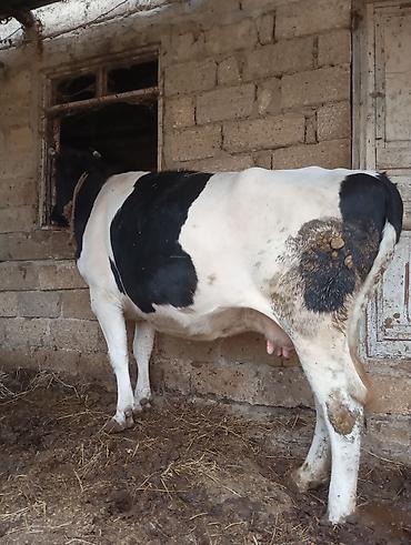 sağmal inək: 3 cu qarna 7 di aylıq boğaz ivanovka iney satılır cox sakit heyvandı — 3