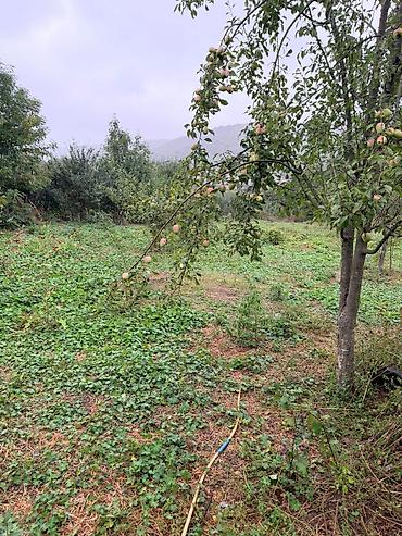 bülbülə torpaq: 11 sot, Biznes üçün, Mülkiyyətçi, Kupça (Çıxarış) — 5