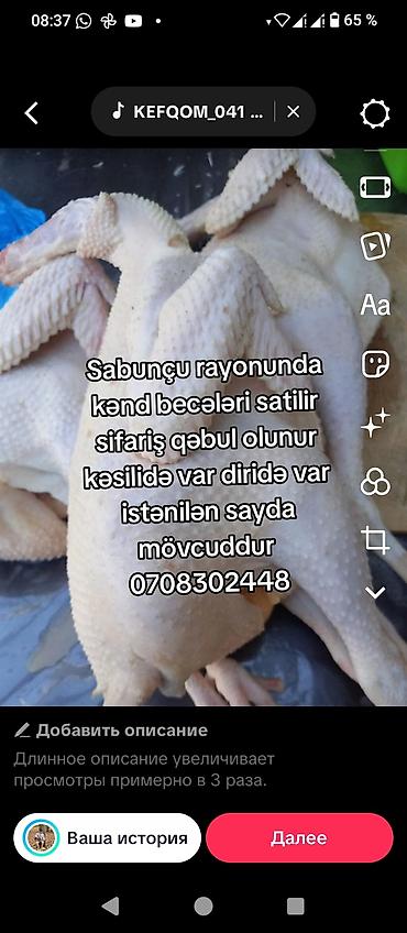 mal əti: Təsvir: - Sabunçu rayonunda yetişdirilən kənd beçələri təklif olunur — 4