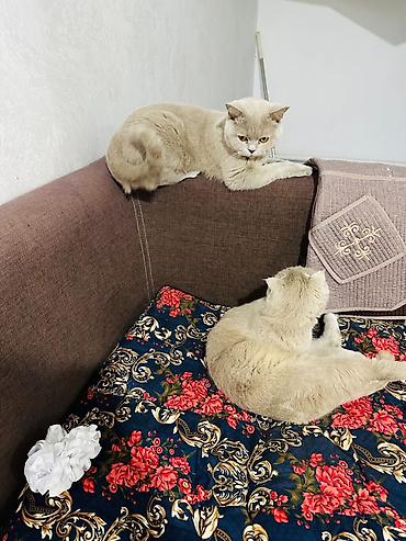 перепел продаю: Британские короткошёрстные кошки, окрас лиловый (British Shorthair — 5