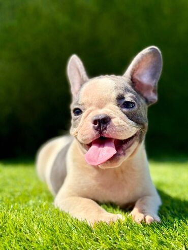 Psi: Odgajivačnica La Casa de Frida – FC Srbija Predstavlja prelepe štence na lalafo.rs — 9 Psi: Odgajivačnica La Casa de Frida – FC Srbija Predstavlja prelepe štence — 9