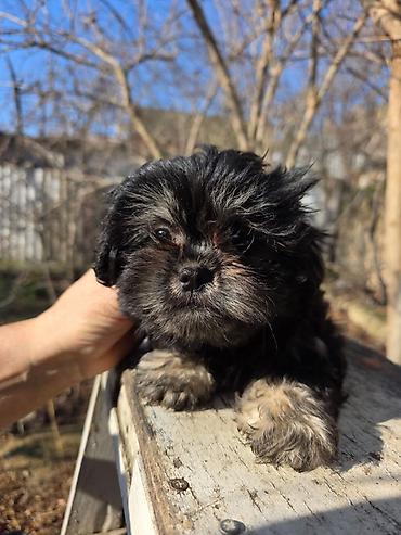 İtlər: Pekines — 2