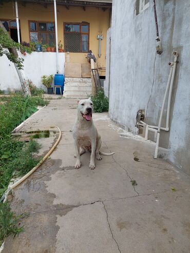 retriever qiymeti: 2 il, Dişi, Ünvandan götürmə, Pulsuz çatdırılma, Ödənişli çatdırılma