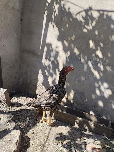ko şamo: Toyuq cücələri, Damazlıq — 1