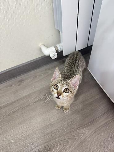 котёнок девочка: Котёнок, полосатый табби 2 месяца Ищем дом для котенка, нашли во — 2